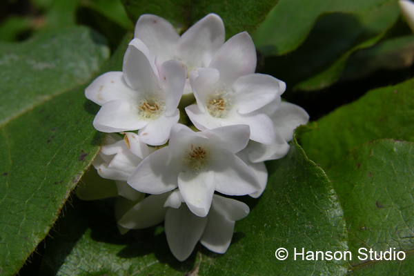 May Flower (Trailing Arbutus)